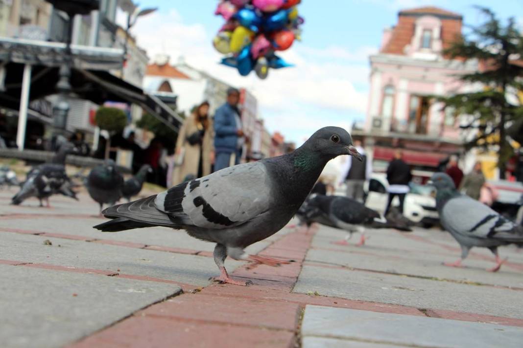 'Katil martı' paniği: Güvercinleri kurabiye gibi yiyorlar! 17
